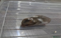 Hamster rodents for sale: Adorable Baby syrian hamsters Ready for Rehome - Image 6