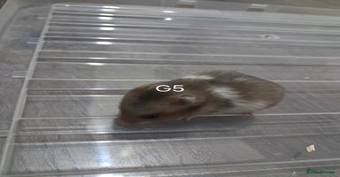 Hamster rodents - Advert 12