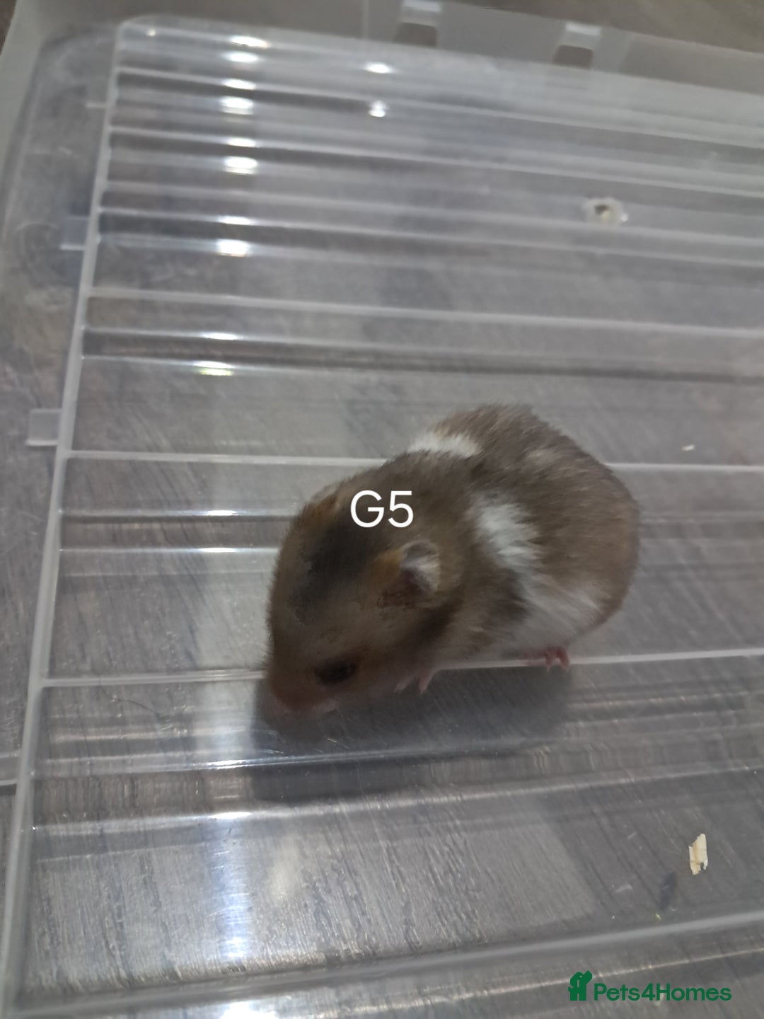Hamster rodents for sale: Adorable Baby syrian hamsters Ready for Rehome - Image 6