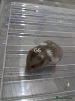 Hamster rodents - Advert 1