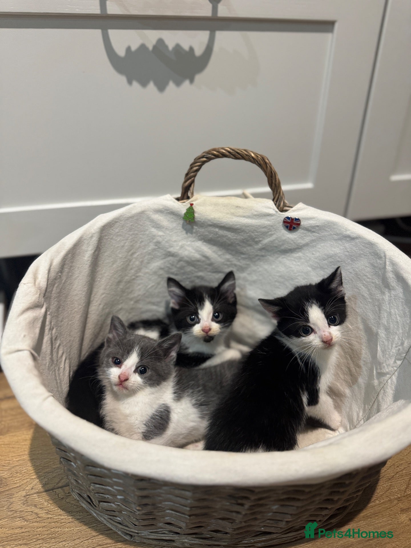 Bombay cats Little furies are looking for forever homes  - Advert 10