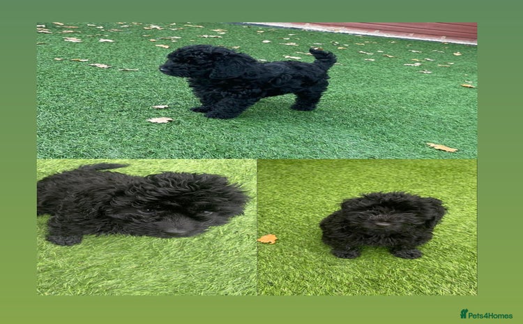 Cockapoo dogs - Advert 3