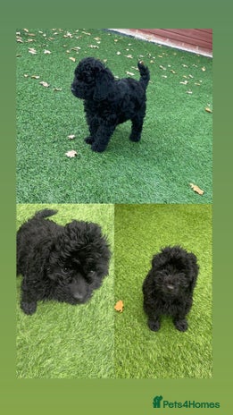 Cockapoo dogs - Advert 3