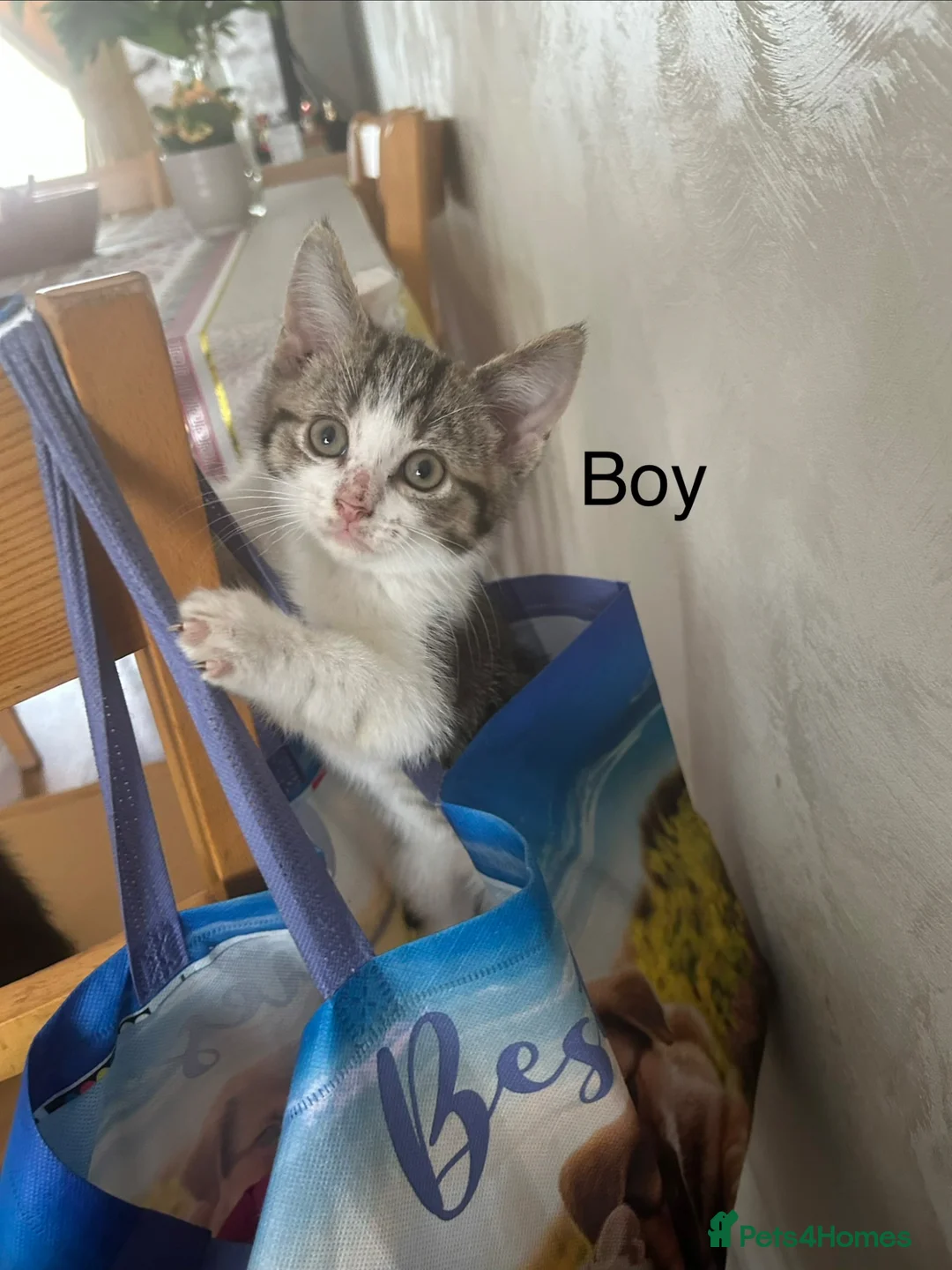 Mixed Breed cats for sale: Cheeky kittens - Advert 2