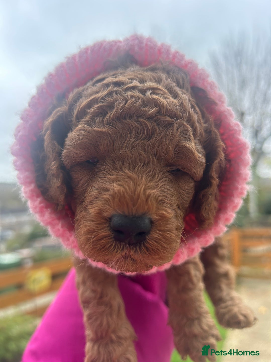 Cockapoo dogs for sale: 5 Stunning Cockapoo girls 💖 - Advert 6