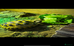Tortoise reptiles for sale: 9yr old tortoise and table  - Image 1