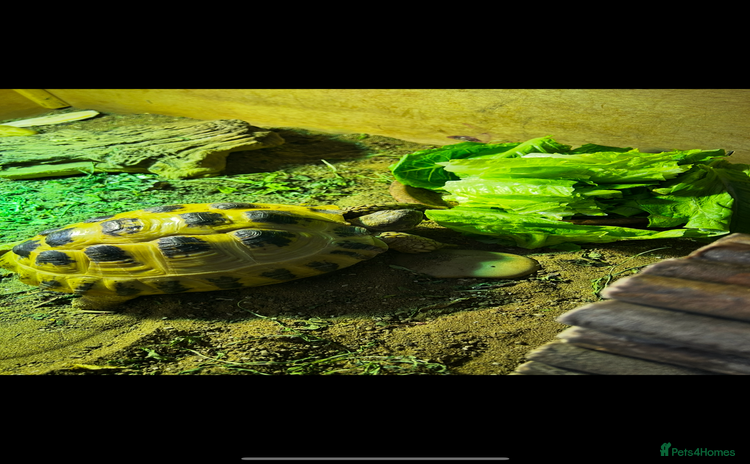 Tortoise reptiles - Advert 5