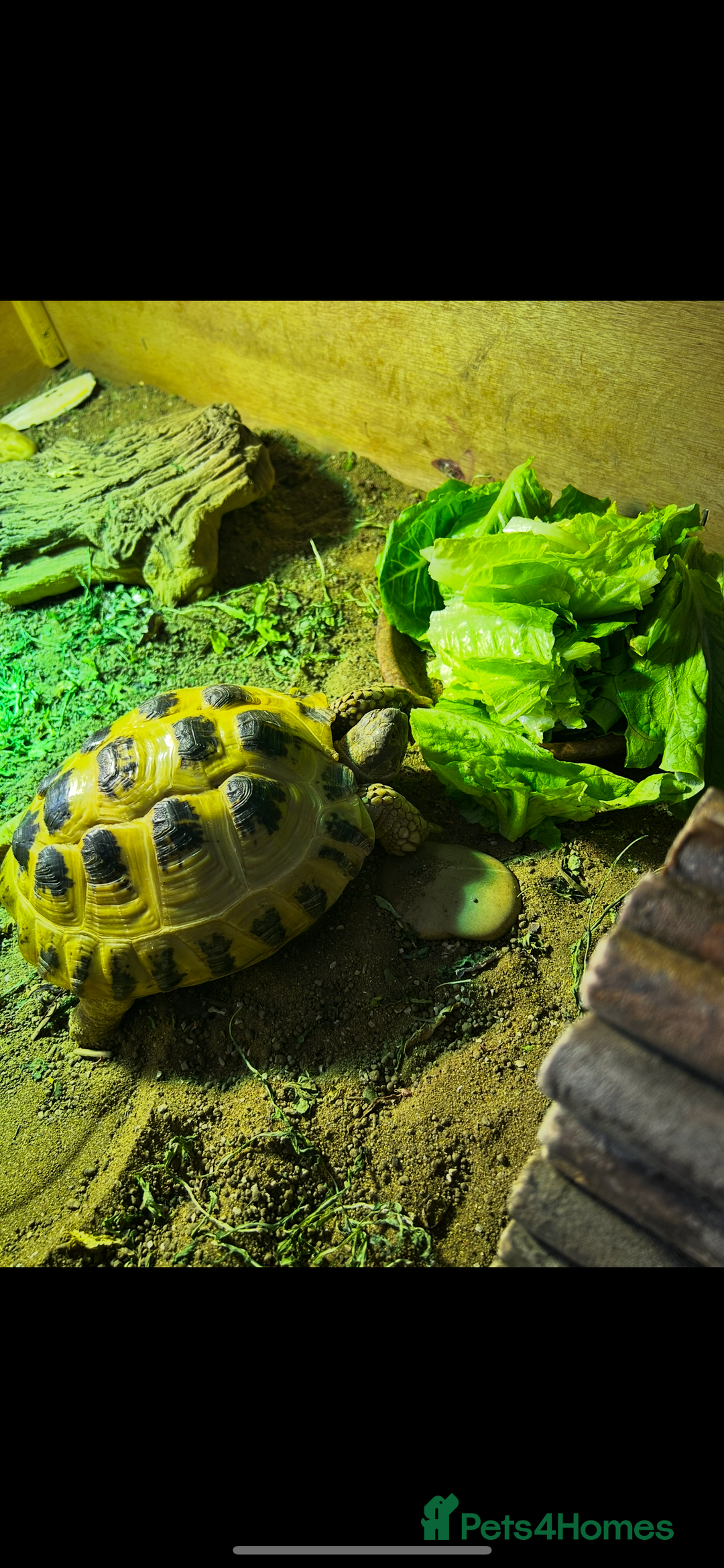 Tortoise reptiles for sale: 9yr old tortoise and table  - Image 1