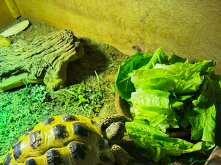 Tortoise reptiles - Advert 4