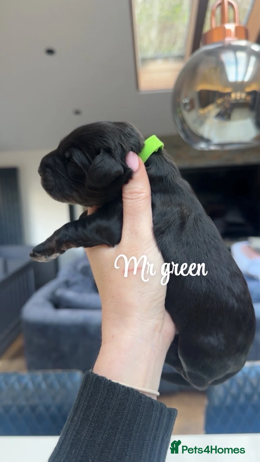 Bernedoodle dogs for sale: Merle, Black & Tan Mini Outstanding Bernedoodles - Advert 15