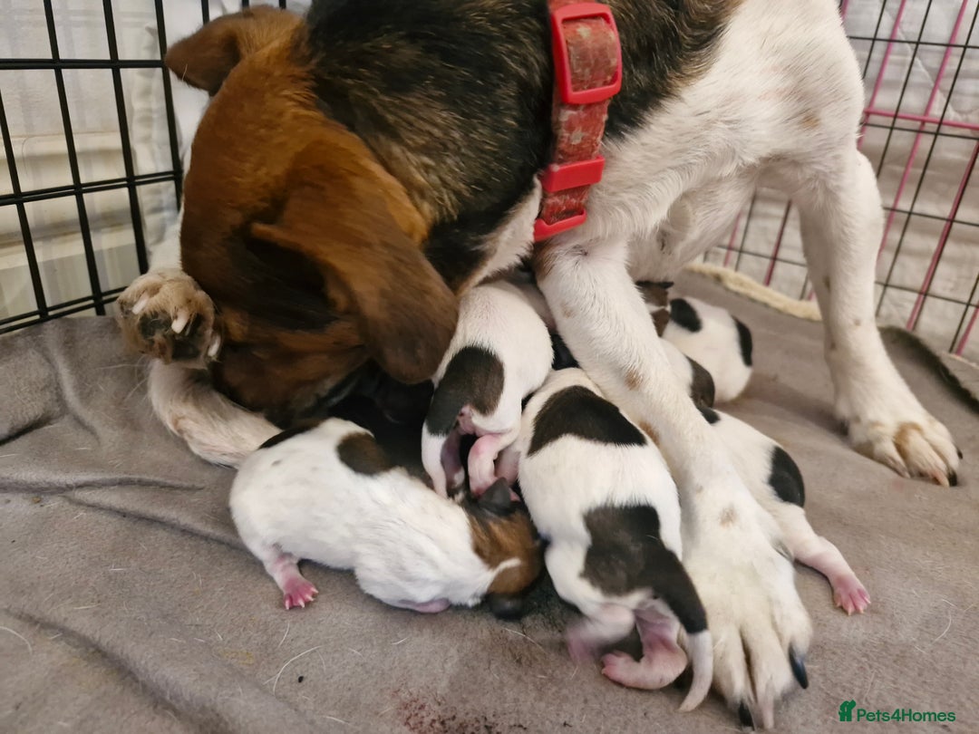 Jack Russell dogs for sale: Pick of the litter. Jack Russell girl - Advert 19