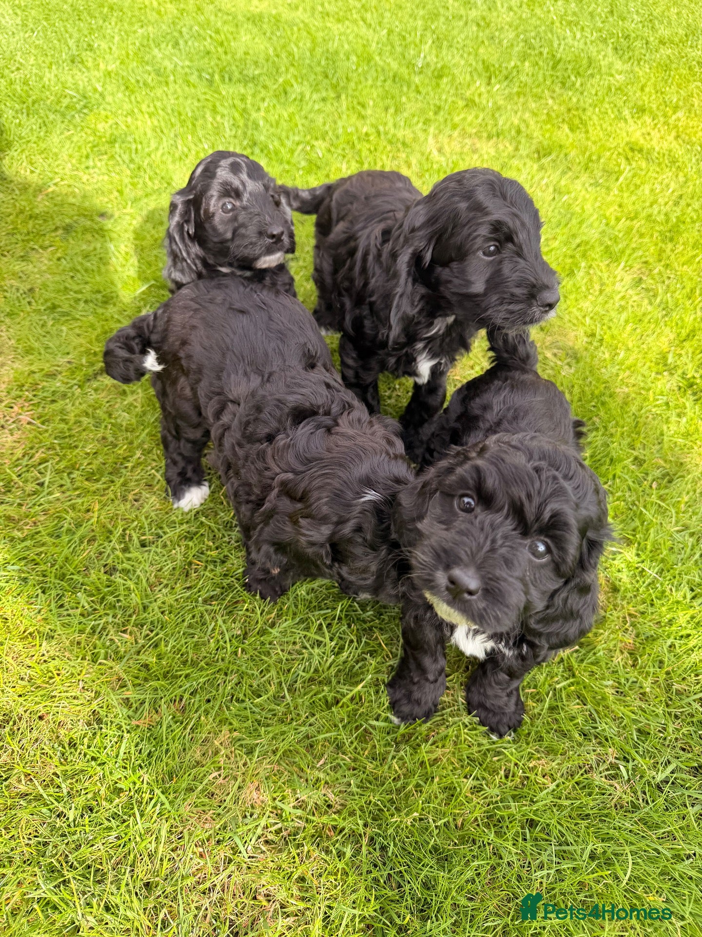 Cockapoo dogs Beautiful cockerpoo puppies  - Advert 2