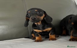 Dachshund dogs for sale: Mini dachshund puppies - Image 3