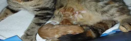 Mixed Breed cats for sale: Ginger kittens 1 of each sex - Advert 4