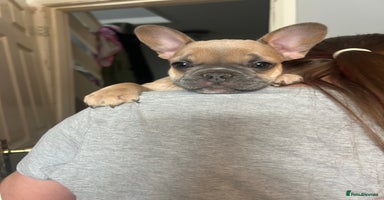 French Bulldog dogs - Advert 3