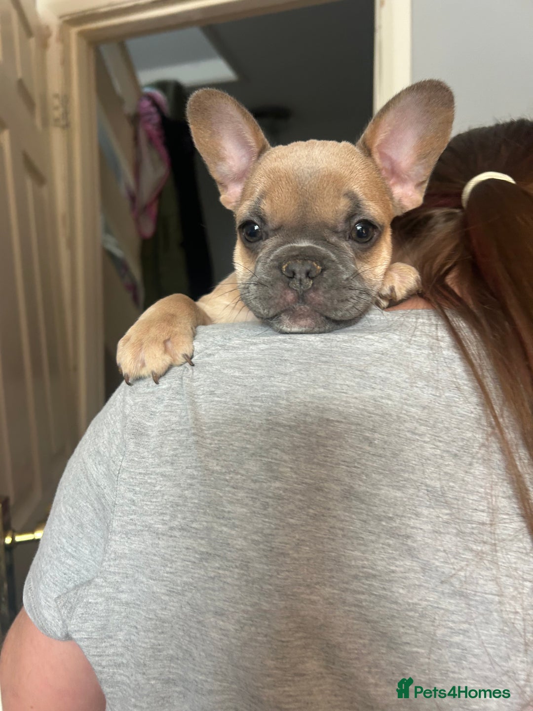 French Bulldog dogs for sale: French bull dogs  - Image 3