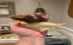 Snails invertebrates for sale: 11 Giant African Land Snails (Achantina Fulica) - Image 2