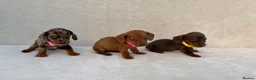 Miniature Dachshund dogs for sale: Dachshund puppies 3 boys 3 girls KC registered - Advert 16