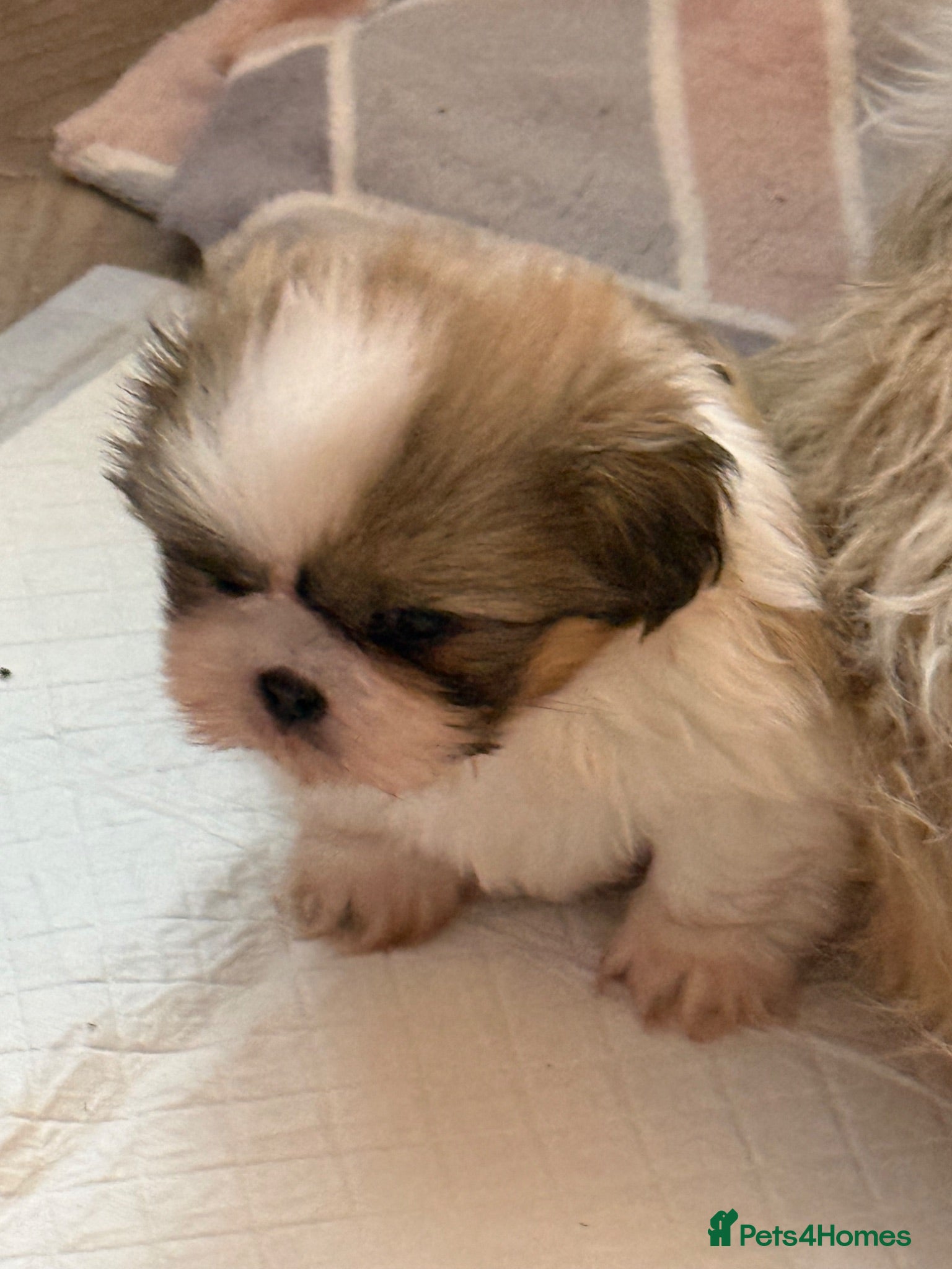 Shih Tzu dogs Beautiful pedigree Imperial Shih Tzu puppies  - Advert 7