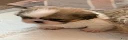 Shih Tzu dogs for sale: Beautiful pedigree Imperial Shih Tzu puppies  - Advert 1