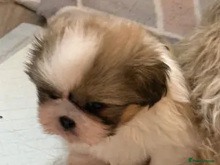 Shih Tzu dogs Beautiful pedigree Imperial Shih Tzu puppies - Advert 7