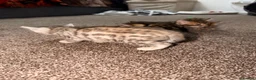 Bengal cats for sale: Stunning bengals for sell, 3 Males, 1 Female - Advert 5