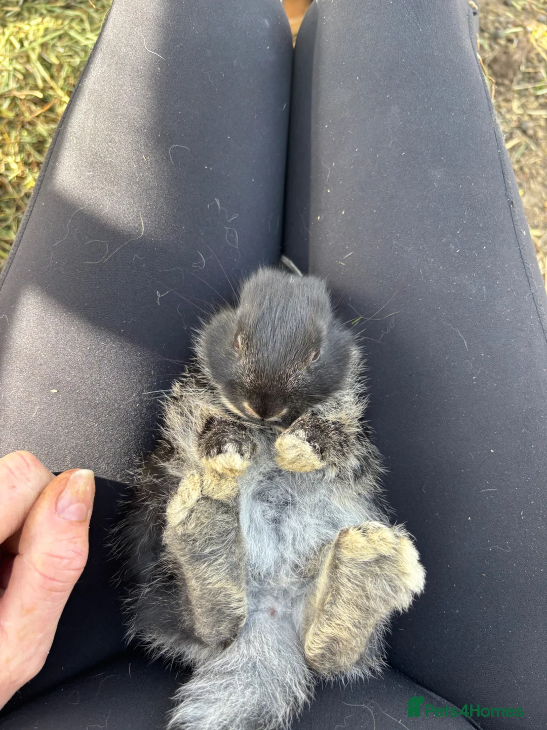 Silver Fox rabbits for sale: Silver fox x mini lop  in Eye - Advert 2