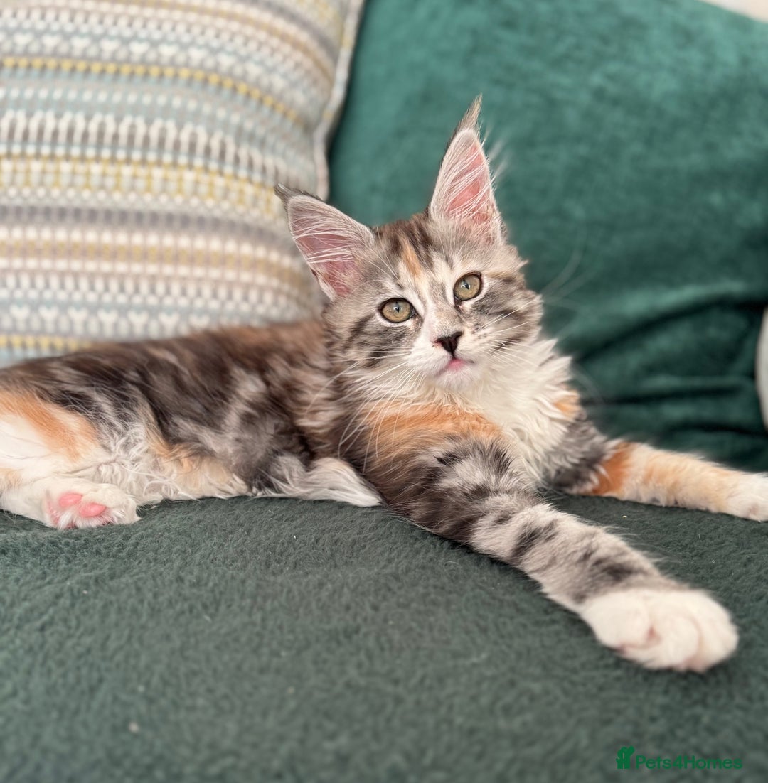 Maine Coon cats for sale: Gorgeous Mainecoon kitten Xl - Advert 3