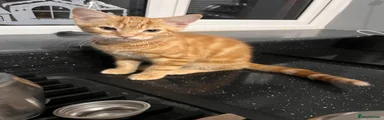 Ginger boy
