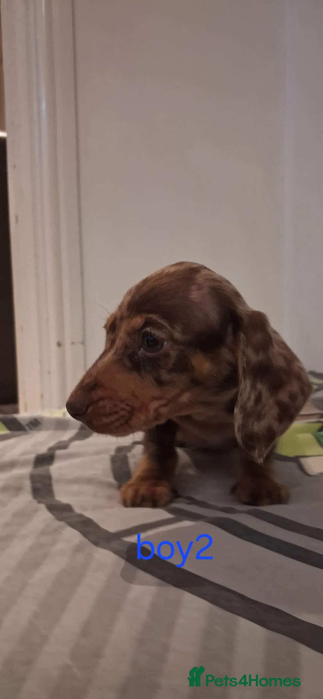 Dachshund dogs for sale: Beautiful miniature Dachshund babies  in Barnsley - Advert 8