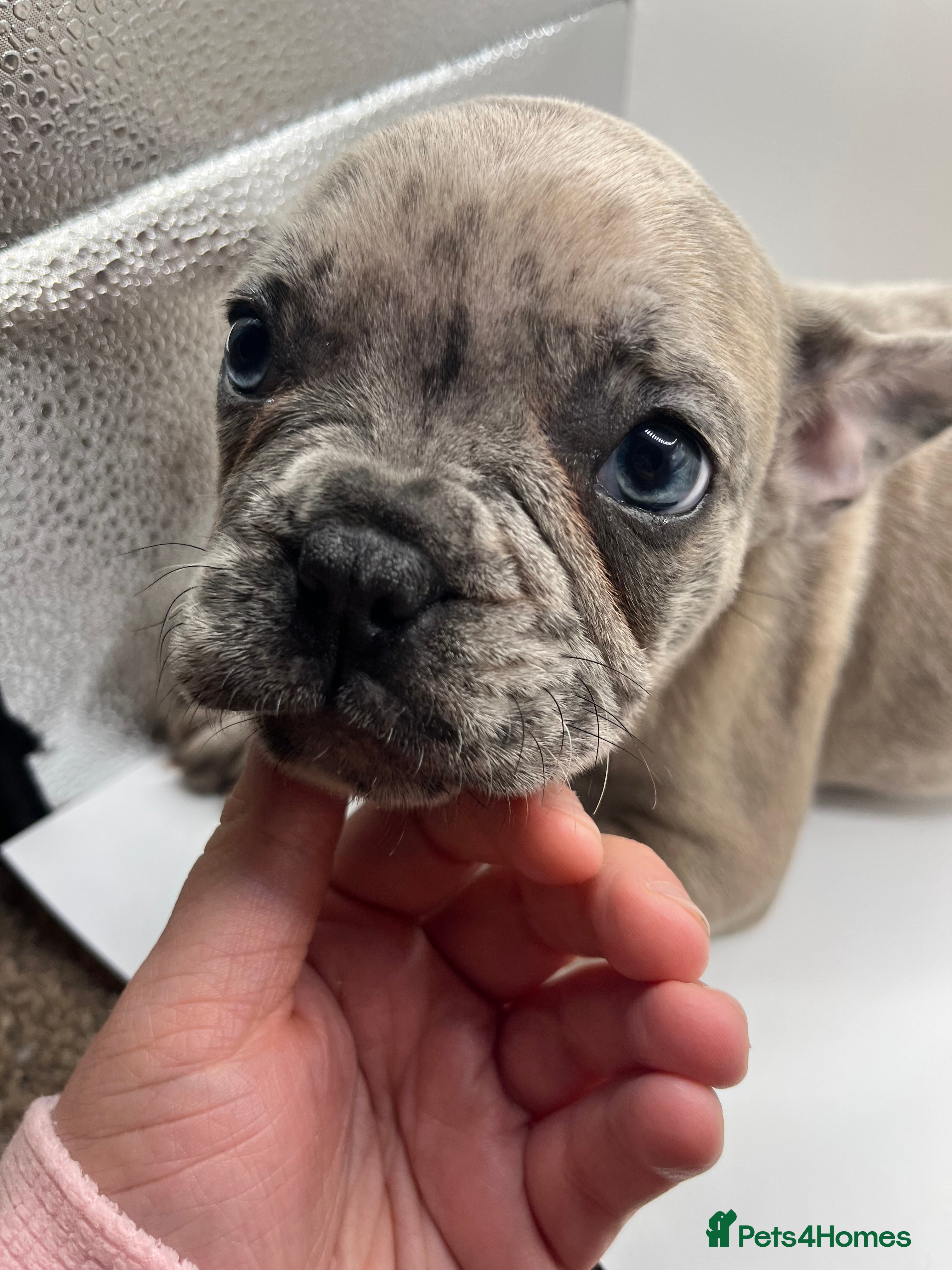 French Bulldog dogs French bulldog puppies - Advert 7