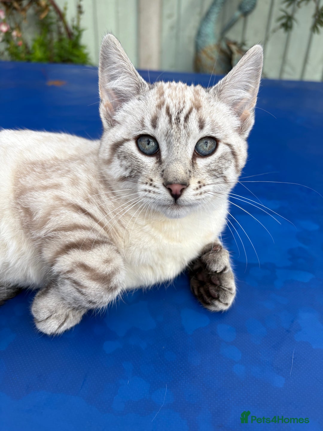 Keetso cats for sale: Superb rare polydactyl curled eared Keetso female  - Advert 8