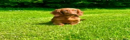 Dachshund dogs for sale: Beautiful Miniature long hair dachshund  - Advert 2