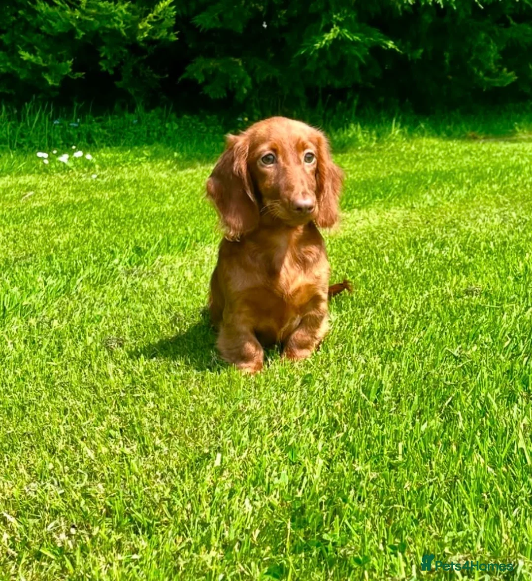 Dachshund dogs for sale: Beautiful Miniature long hair dachshund  - Advert 2