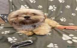 Shih Tzu dogs for sale: imperial karishishi shih tzu boys  - Image 11