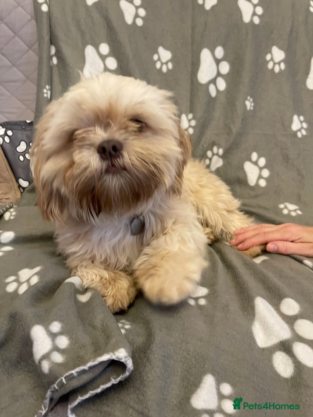 Shih Tzu dogs for sale: imperial karishishi shih tzu boys  - Image 11