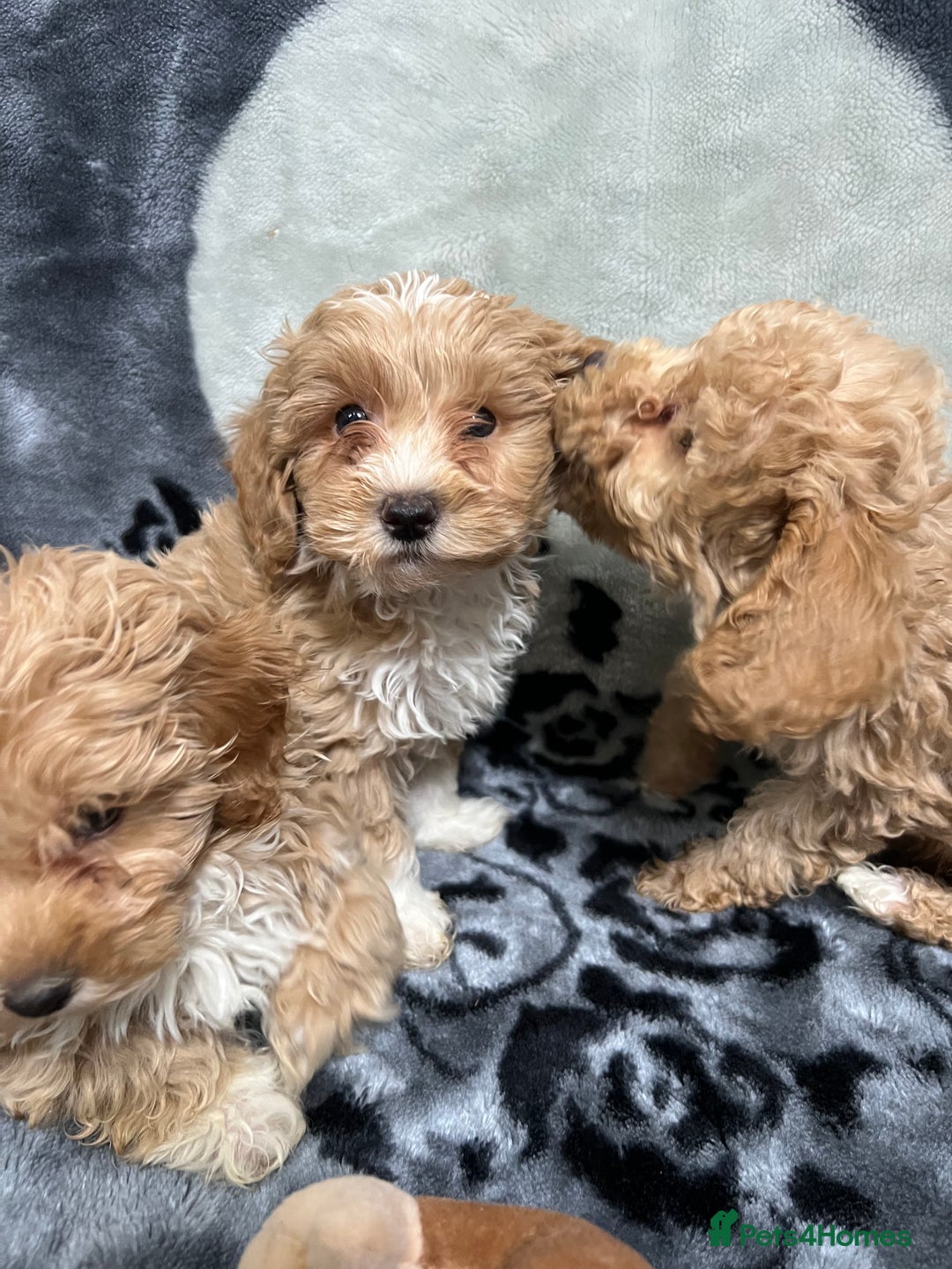 Maltipoo dogs for sale: 🥰Adorable F1 Maltipoo Puppy’s🥰 - Advert 11