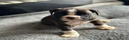 Boxer dogs for sale: Beautiful Kc boxer puppies  - Advert 10