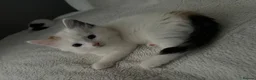 Mixed Breed cats for sale: Gorgeous fluffballs looking for loving homes - Advert 4