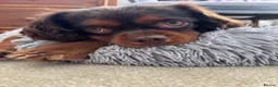 Cavalier King Charles Spaniel dogs for stud: KC reg, choc & tan CKC stud - Advert 2