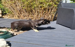 Rottweiler dogs for sale: Rottweiler  and french bulldog  - Image 4