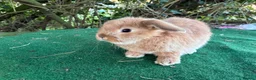 Lionhead rabbits for sale: 2 mini lop babies  - Advert 4