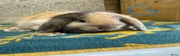 Mini Lop rabbits for sale: Mini Lop Rabbits For Sale - Advert 6
