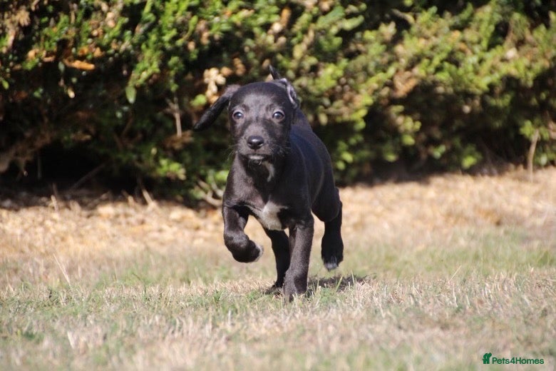 Mixed Breed dogs for sale: Beddy whippet second generation - Advert 19