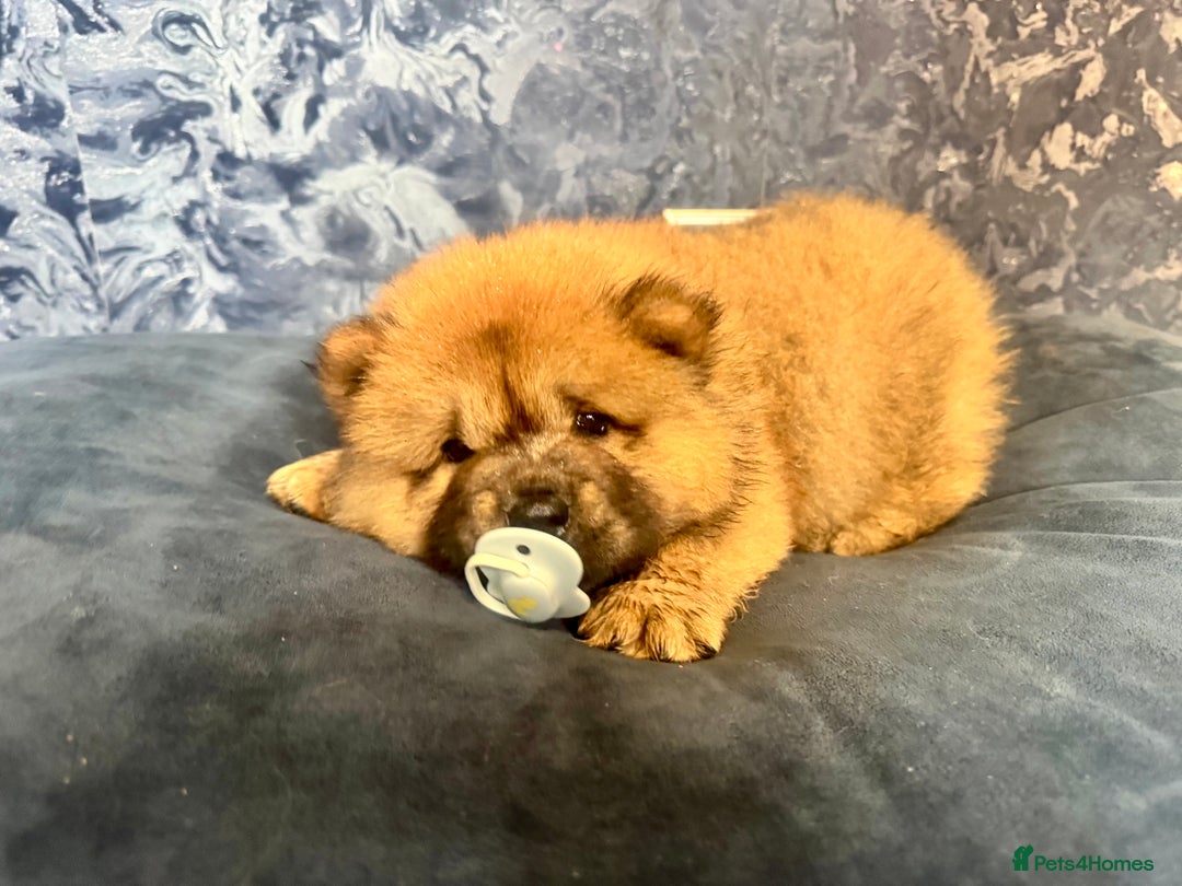 Chow Chow dogs for sale: 4 month old chow chow male  - Image 13