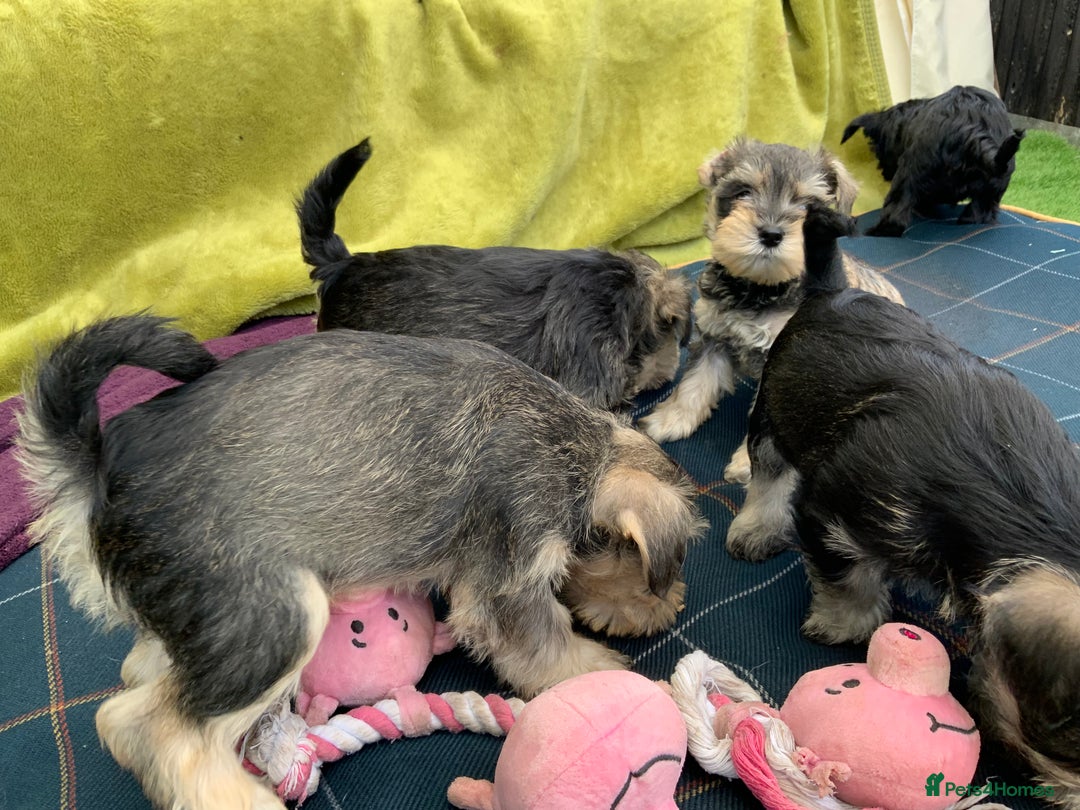 Miniature Schnauzer dogs for sale: Happy healthy miniature Schauzer puppies - Image 17