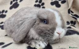 Mini Lop rabbits for sale: 8-9 week old mini lops  - Advert 4