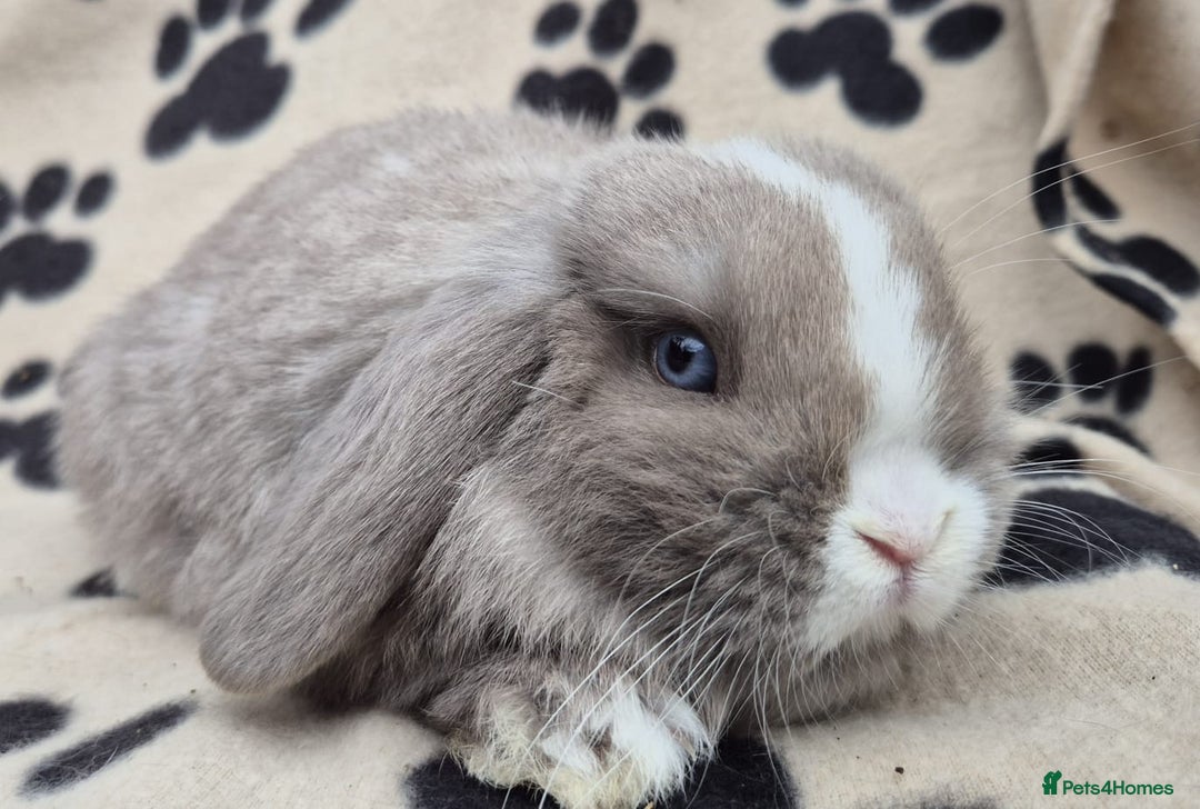 Mini Lop rabbits for sale: 8-9 week old mini lops  - Advert 4