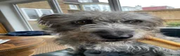 Mixed Breed dogs for adoption: A new home for LOVELY Sissy - Advert 4