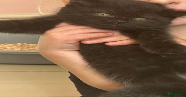 Mixed Breed cats - Advert 6